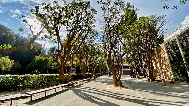 ucla sculpture garden